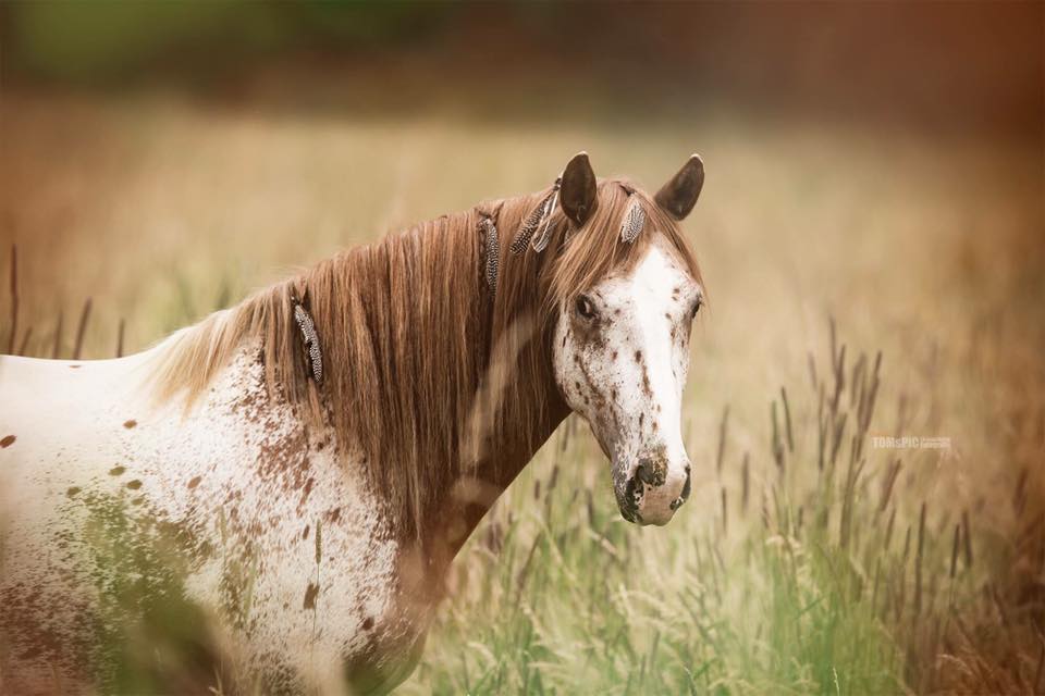 Equestrian Photographer @TOMsPiC Media Production, Boblingen, Germany